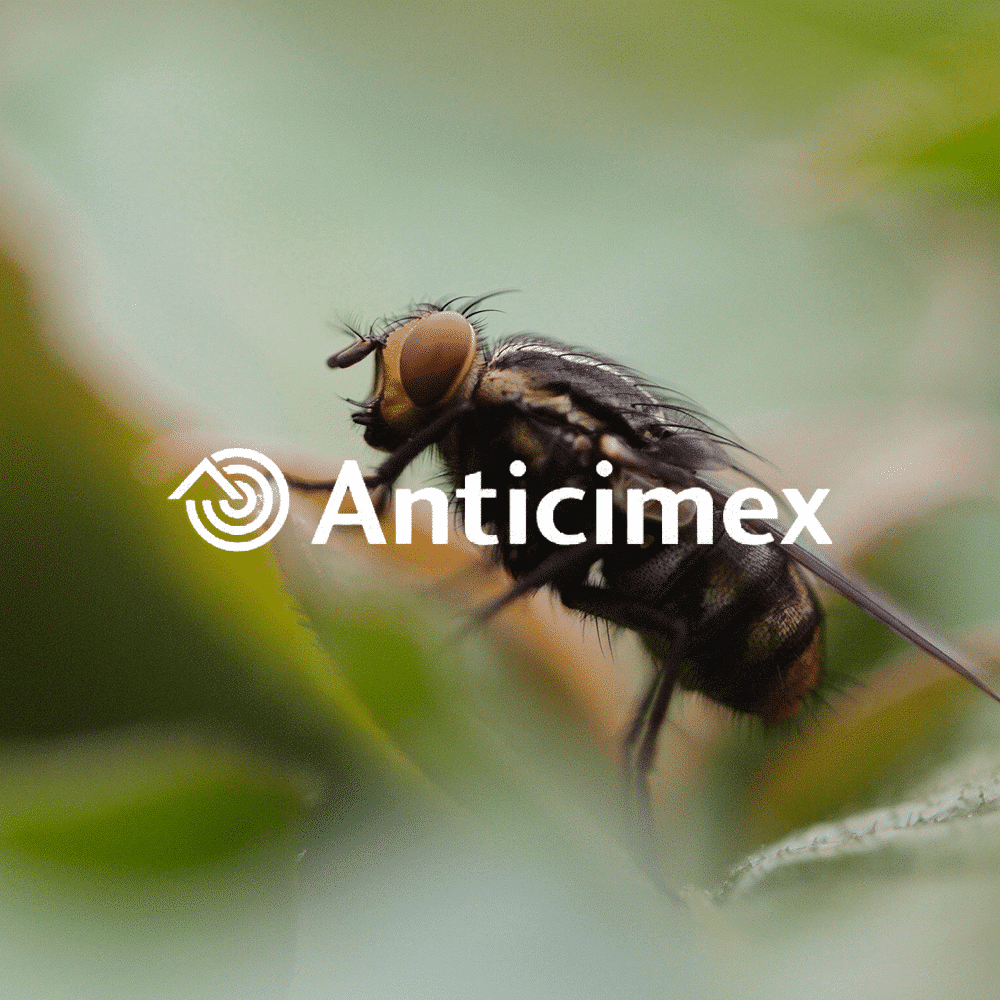 Anticimex – Hacking Growth: Results within weeks