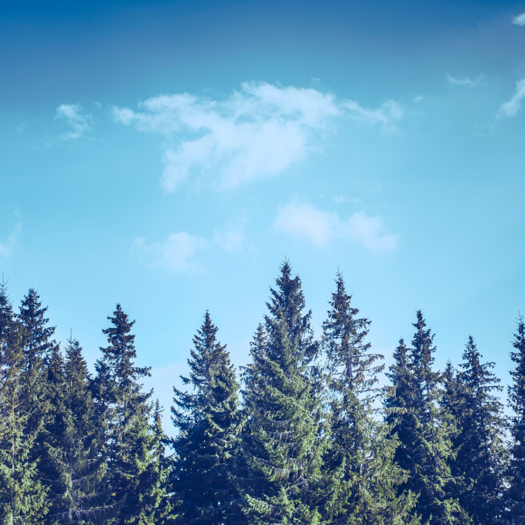 Turning strategy into action: How Avaus helps you grow